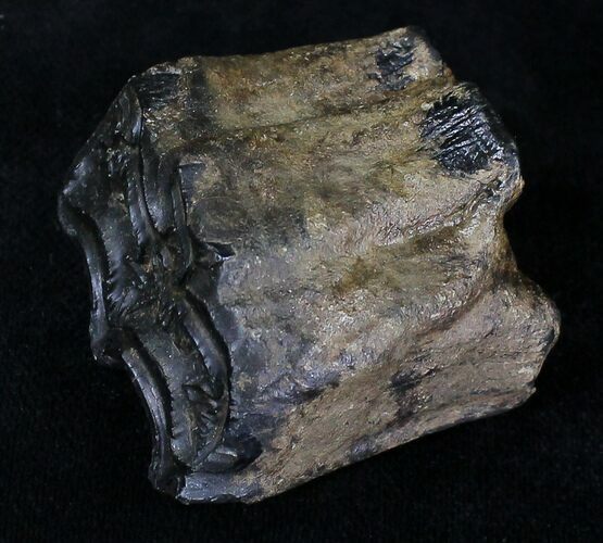 Pleistocene Aged Fossil Horse Tooth - Florida #21839
